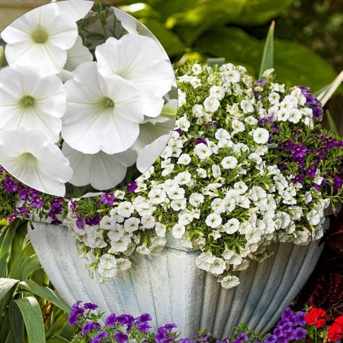 Calibrachoa UNIQUE 'White' - Puispetuunia UNIQUE 'White'